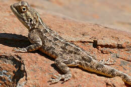 Image of Ground Agama