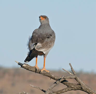 Image of Pale Chanting Goshawk