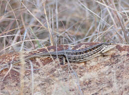 Sivun Trachylepis capensis (Gray 1831) kuva