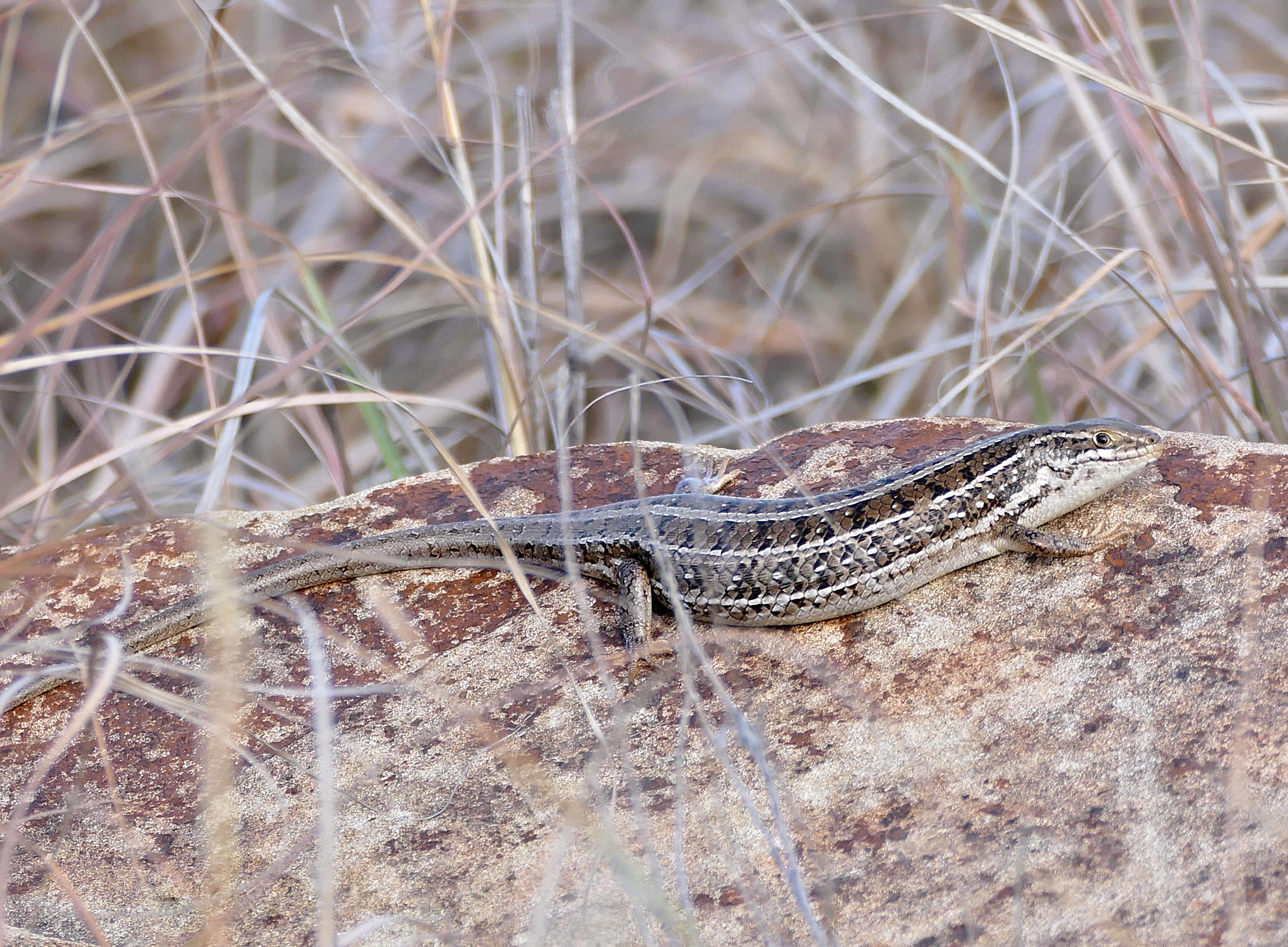 Imagem de Trachylepis capensis (Gray 1831)