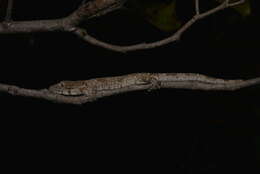 Image of Vieillard's Chameleon Gecko