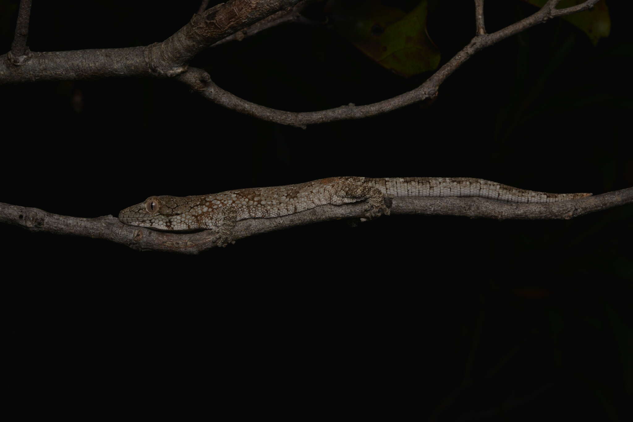 Image of Vieillard's Chameleon Gecko