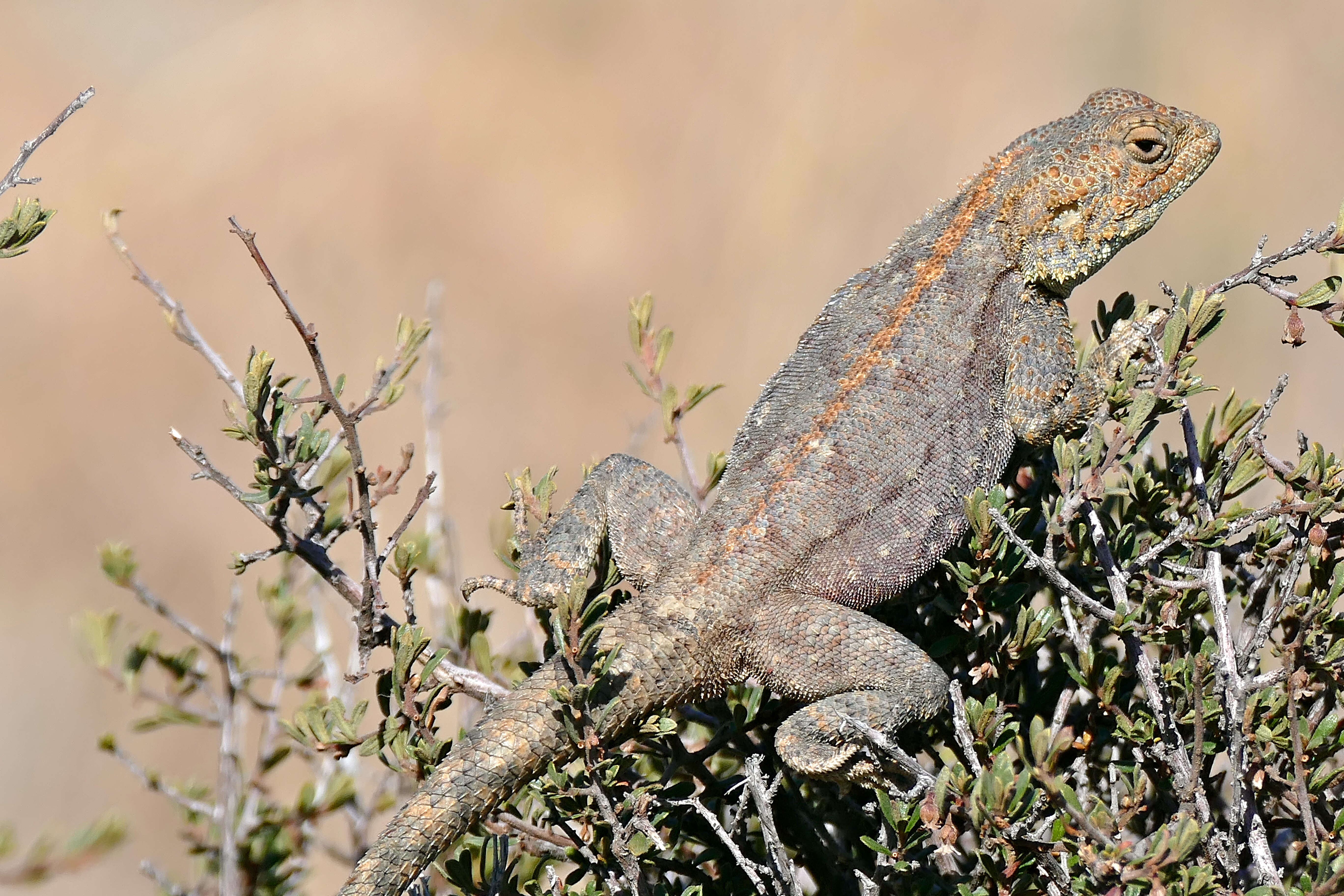 Image of Ground Agama