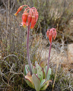 Image of pig's ear