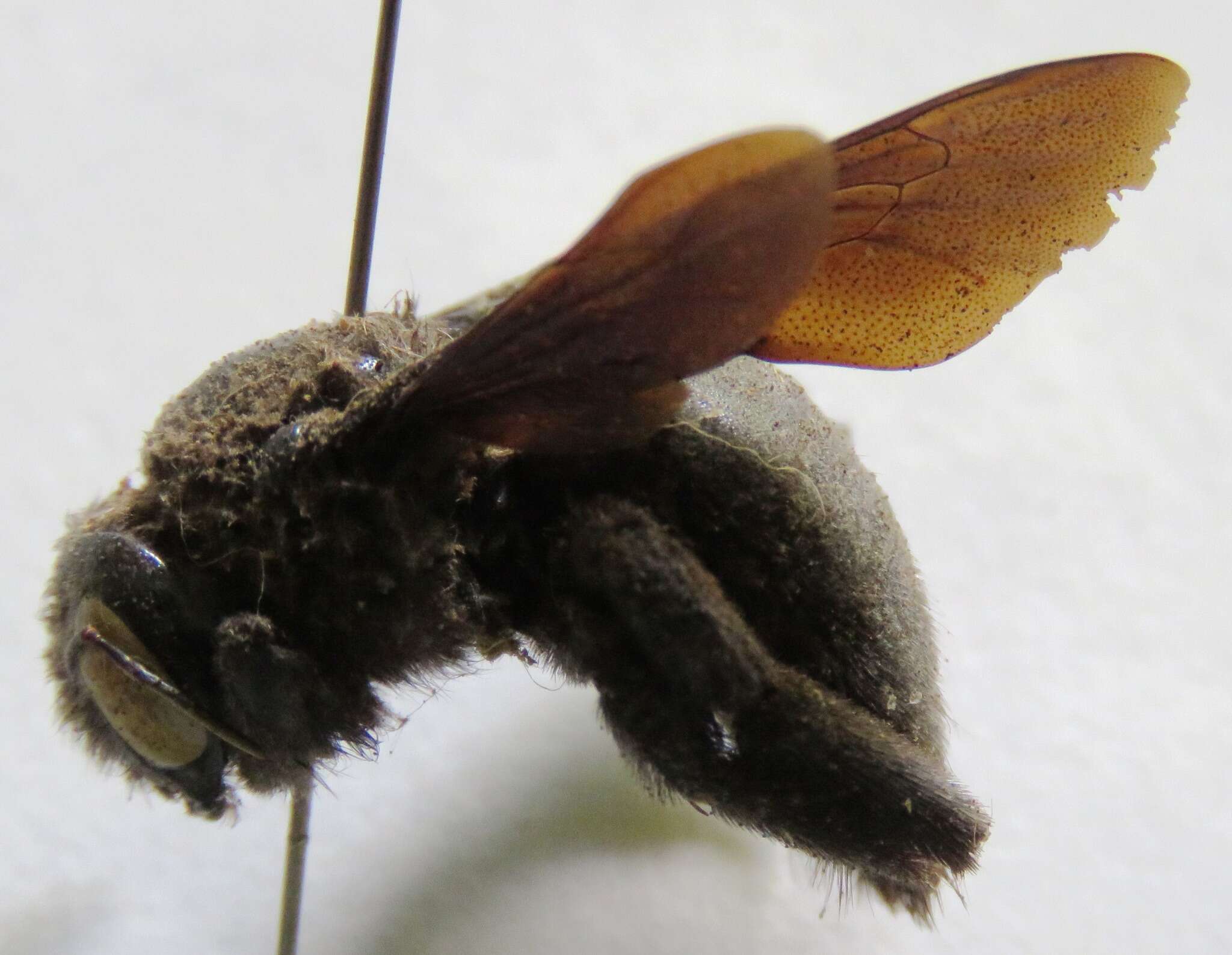 Image of Xylocopa gualanensis Cockerell 1912