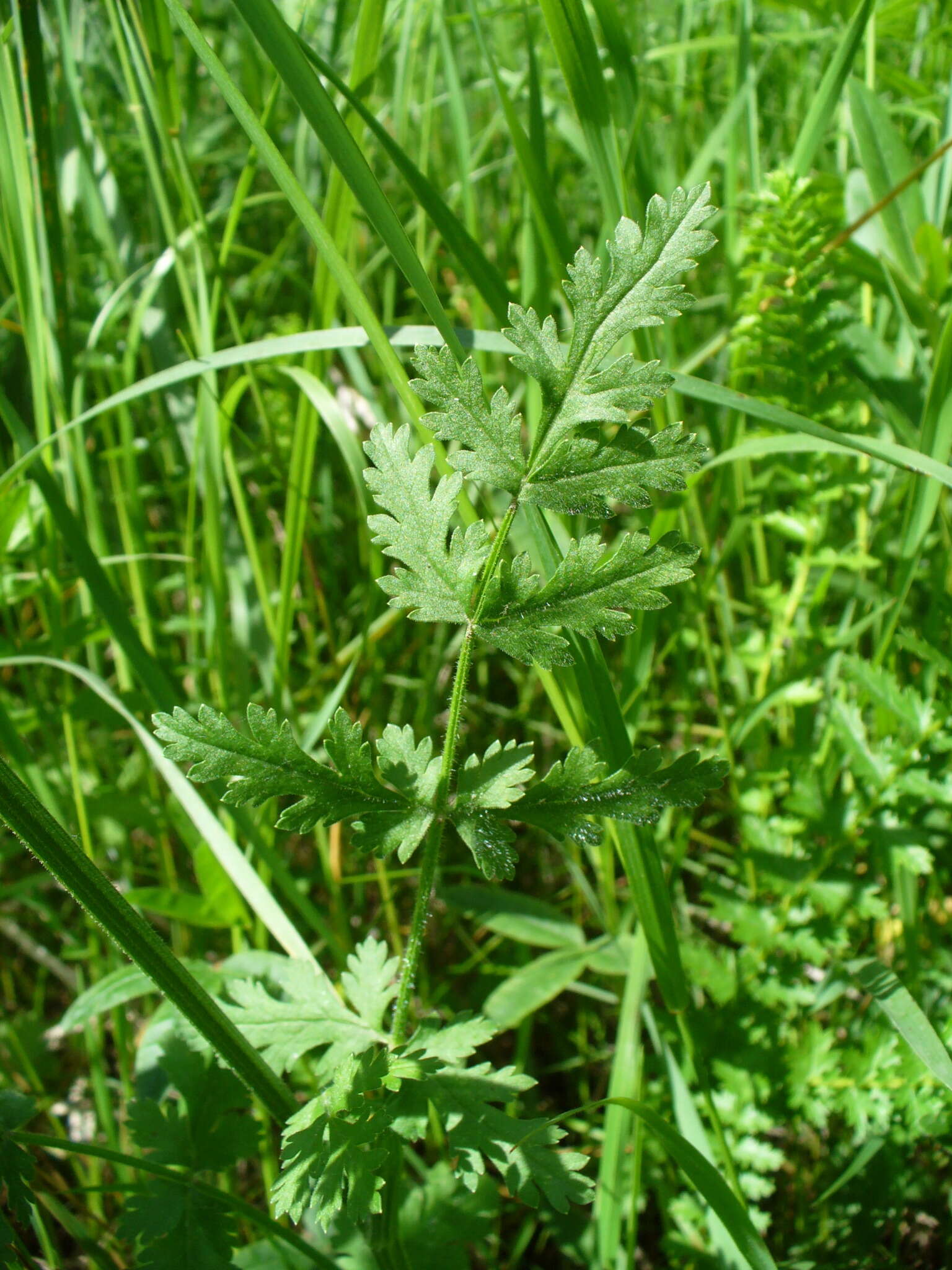 Image of Pastinaca pimpinellifolia M. Bieb.