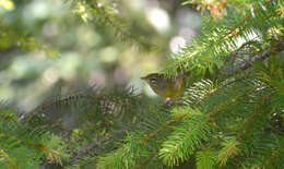 Image of MacGillivray's Warbler