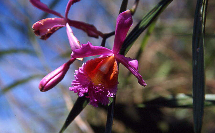 Imagem de Sobralia dichotoma Ruiz & Pav.