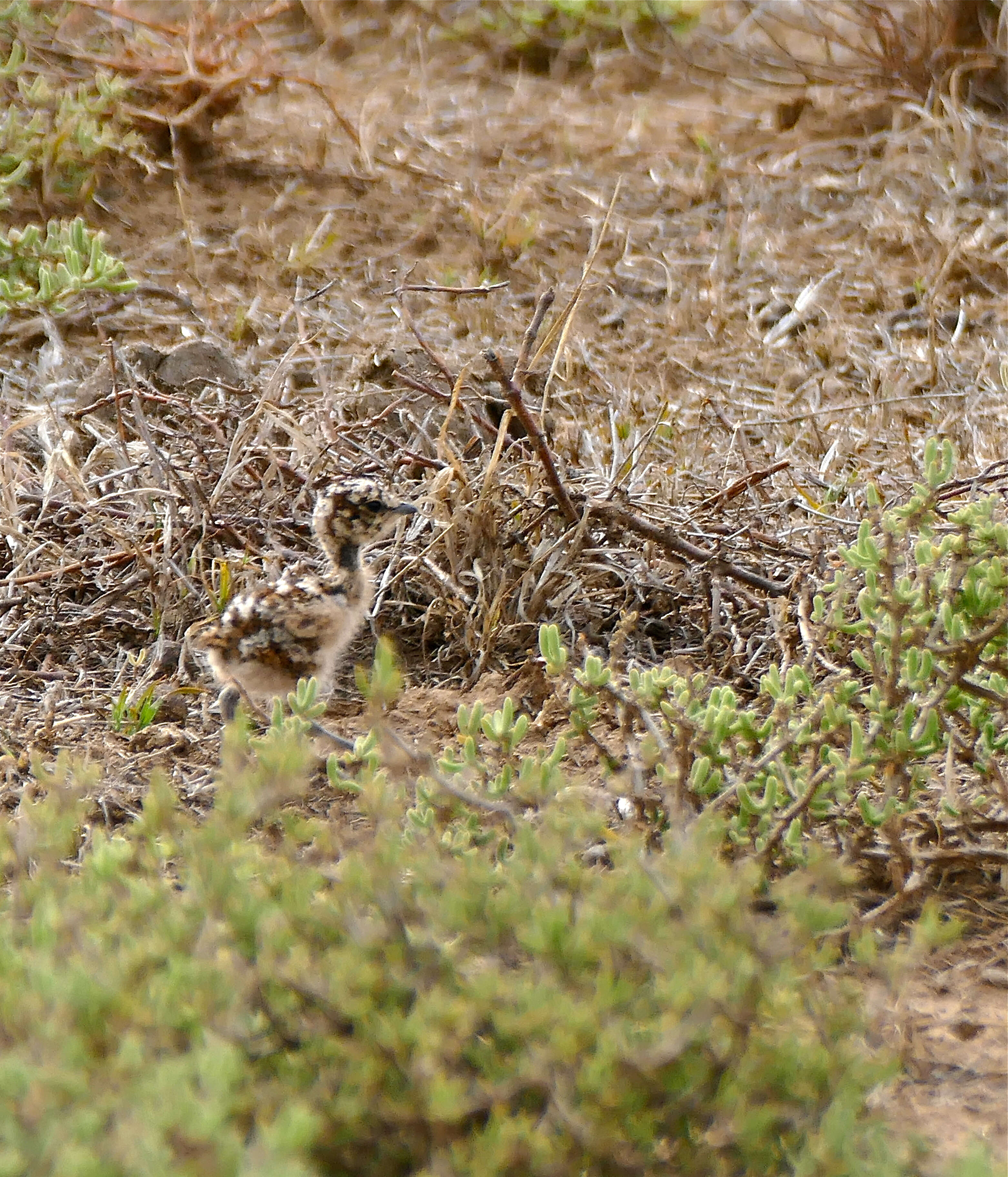 Image of Double-banded Courser