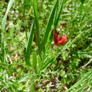 Image of red pea