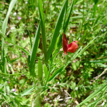 Image of red pea