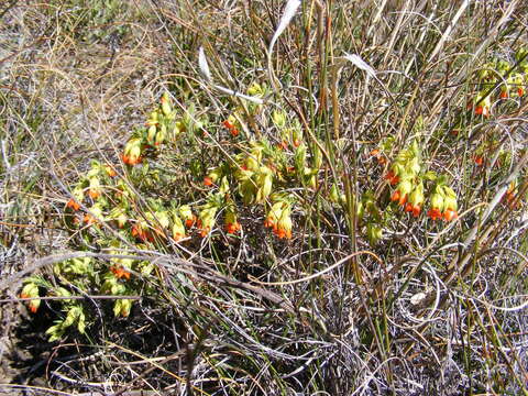 Imagem de Erica thunbergii var. thunbergii