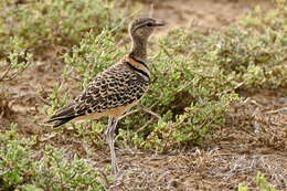 Image of Double-banded Courser