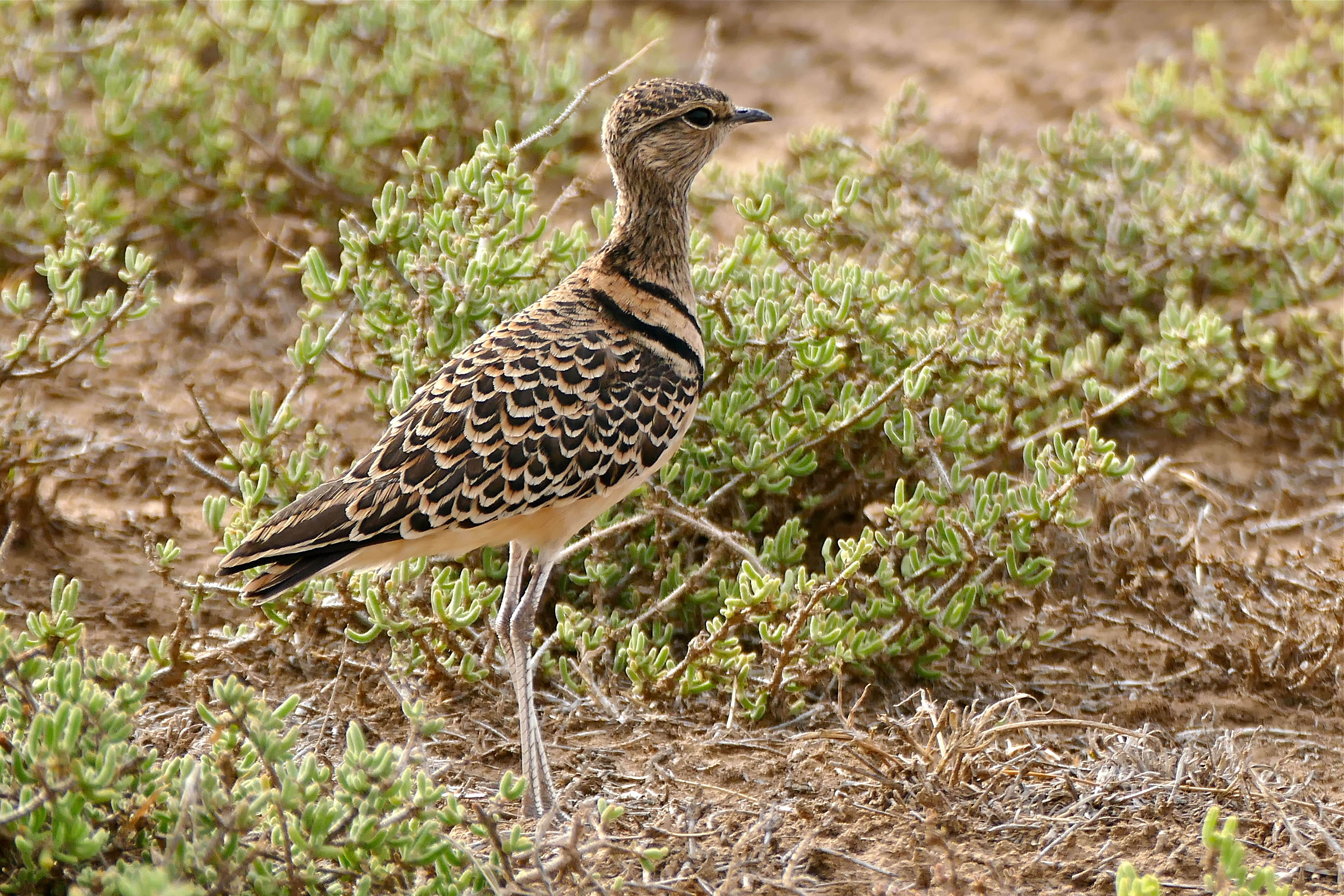 Image of Double-banded Courser