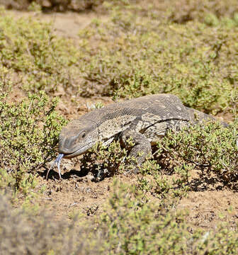 Image of White-throated monitor