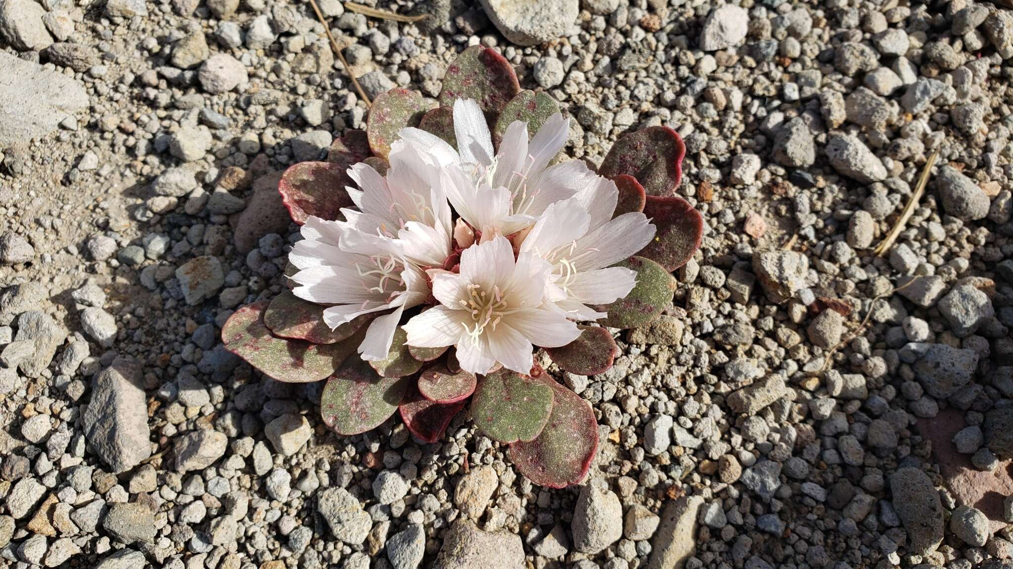 Image of Kellogg's lewisia