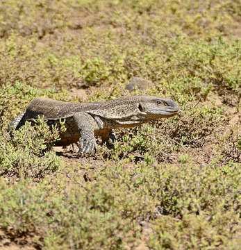 Image of White-throated monitor