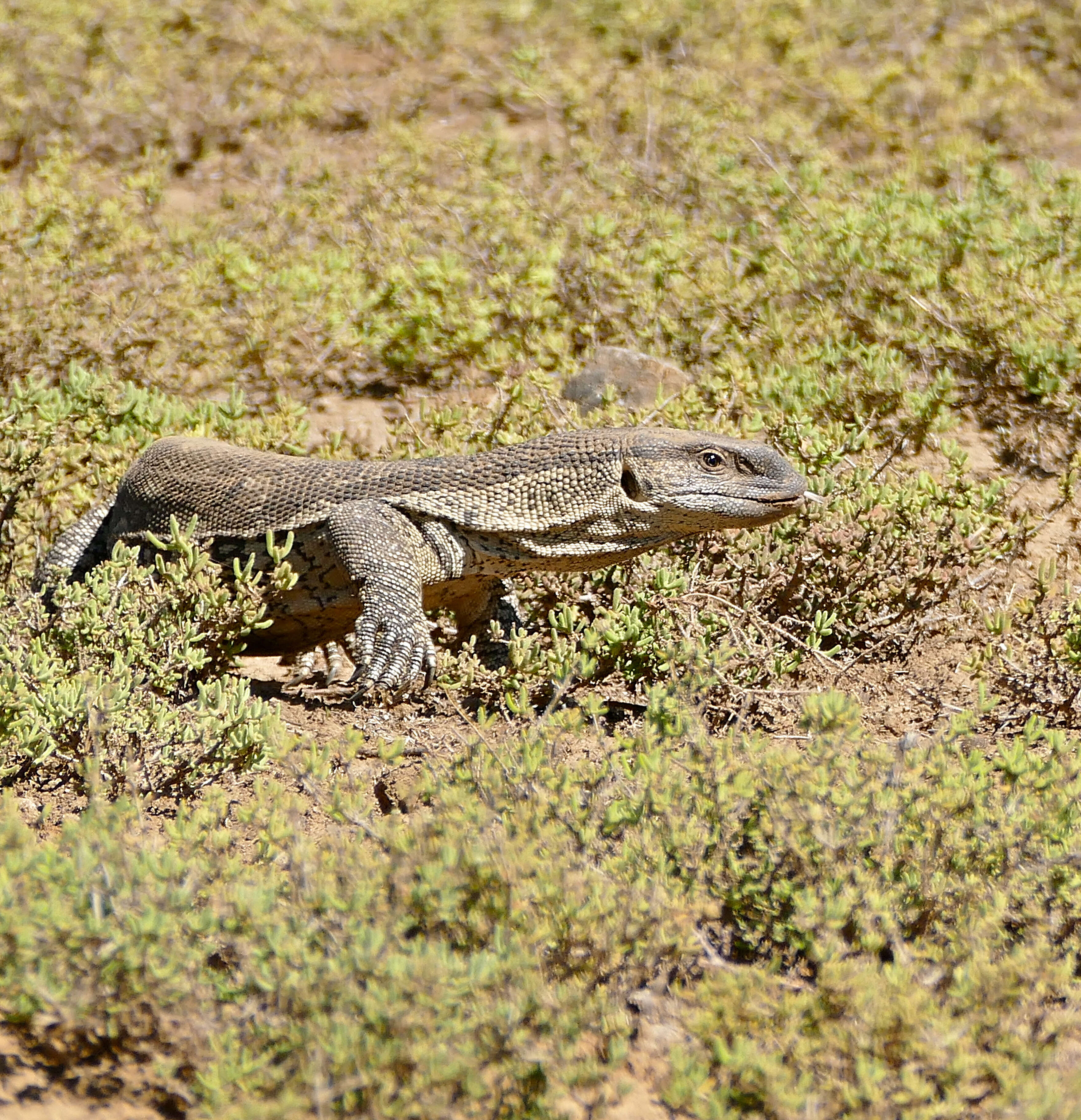 Imagem de Varanus albigularis Daudin 1802