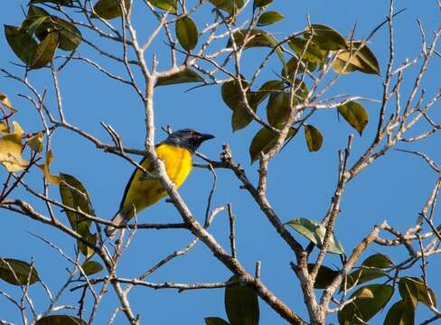 Image of Cyanicterus Bonaparte 1850