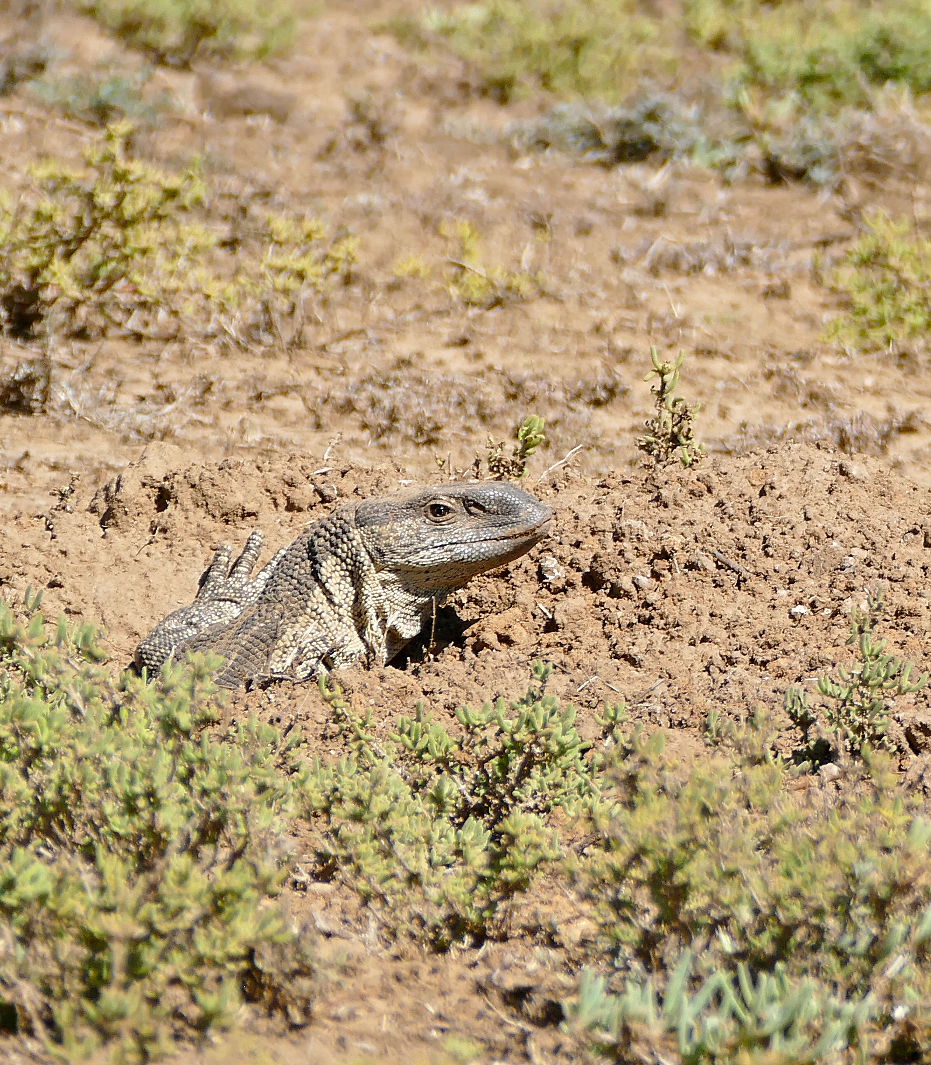 Image of White-throated monitor