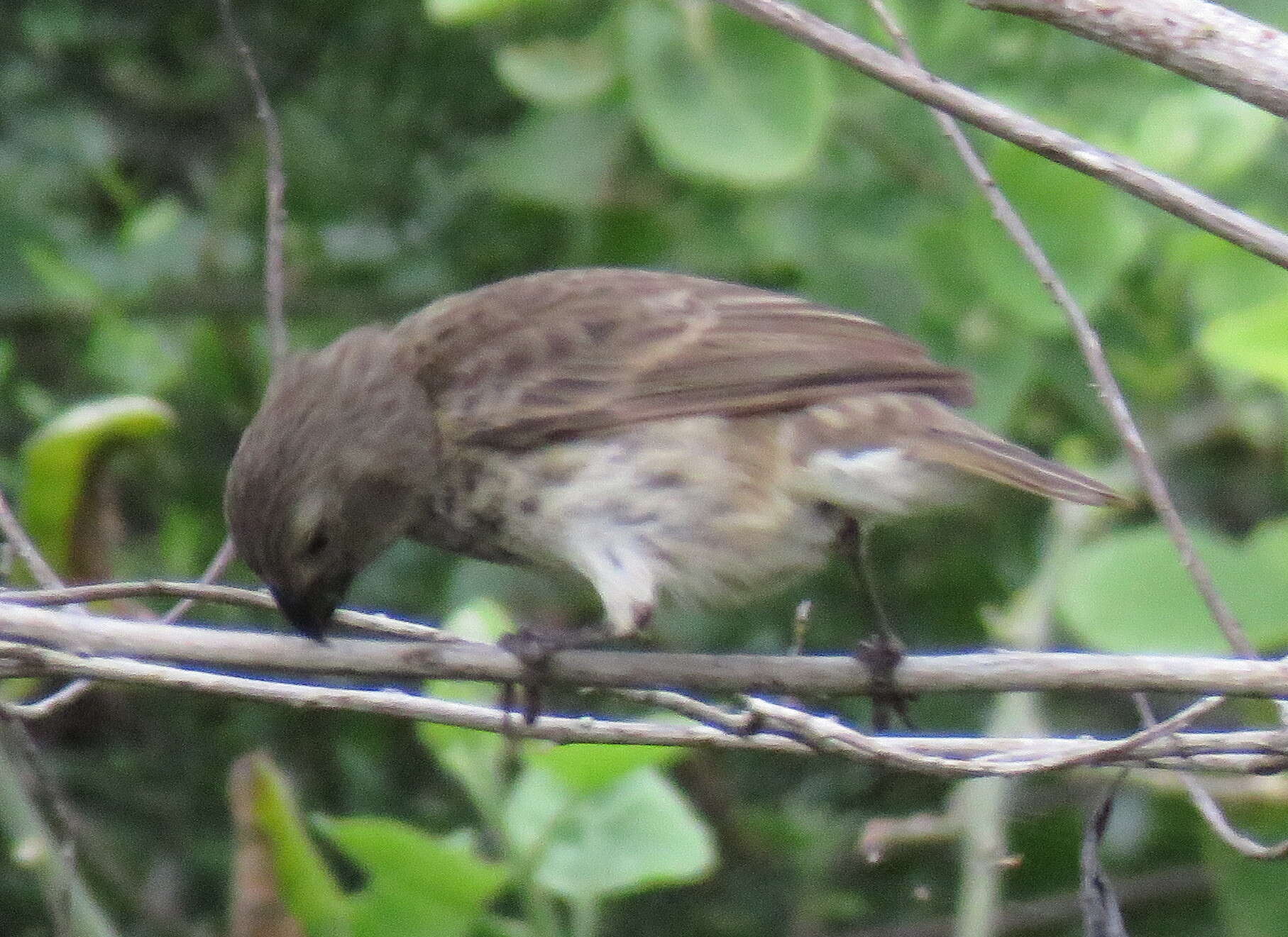 Image of Small Ground Finch