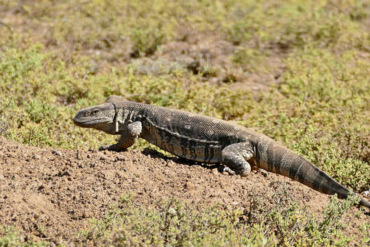 Image of White-throated monitor