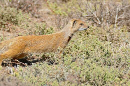 Image of Yellow Mongoose