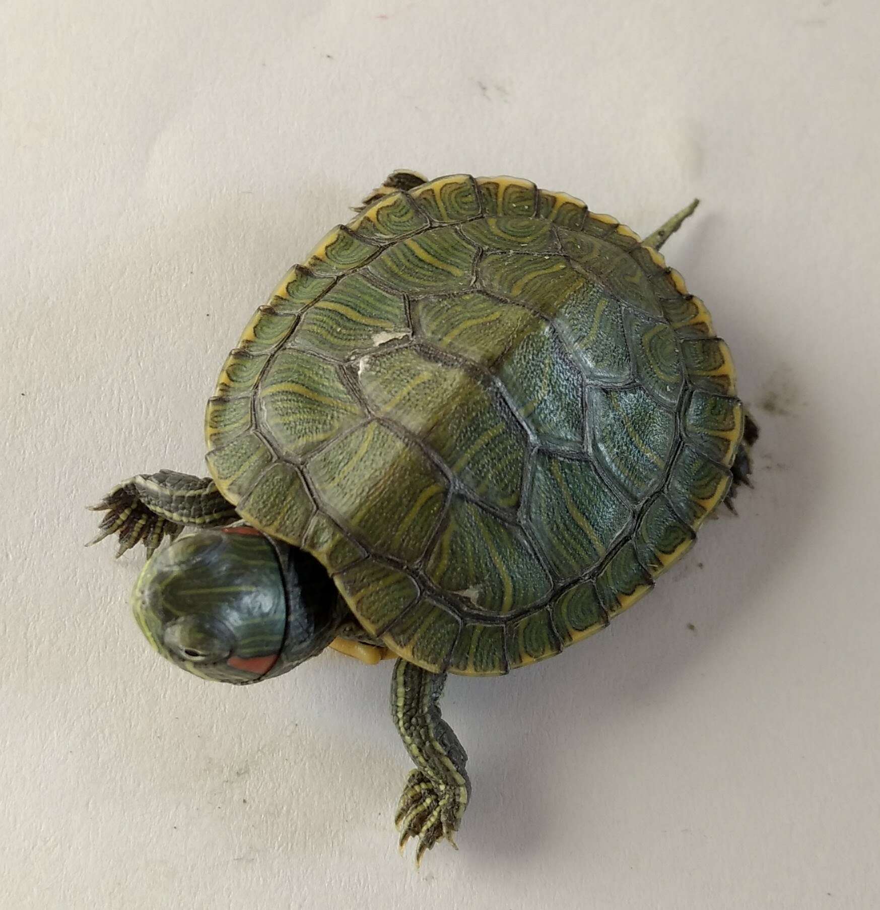 Image of slider turtle, red-eared terrapin, red-eared slider