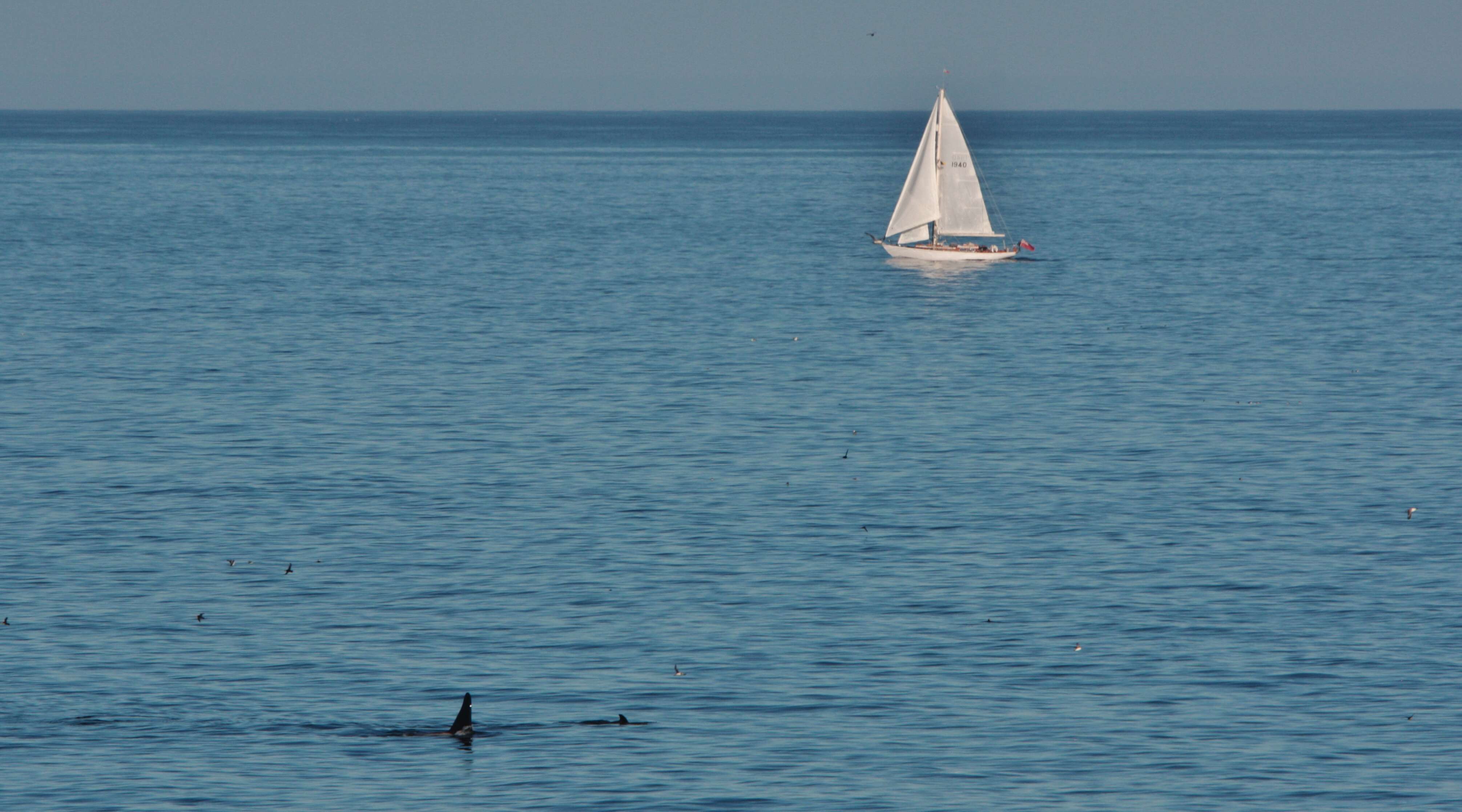 Image of killer whale