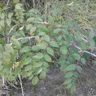 Слика од Rubus cockburnianus Hemsl.