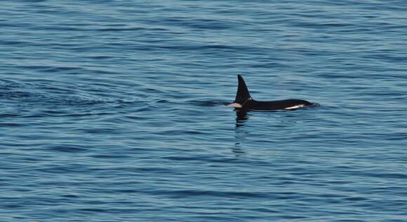 Image of killer whale