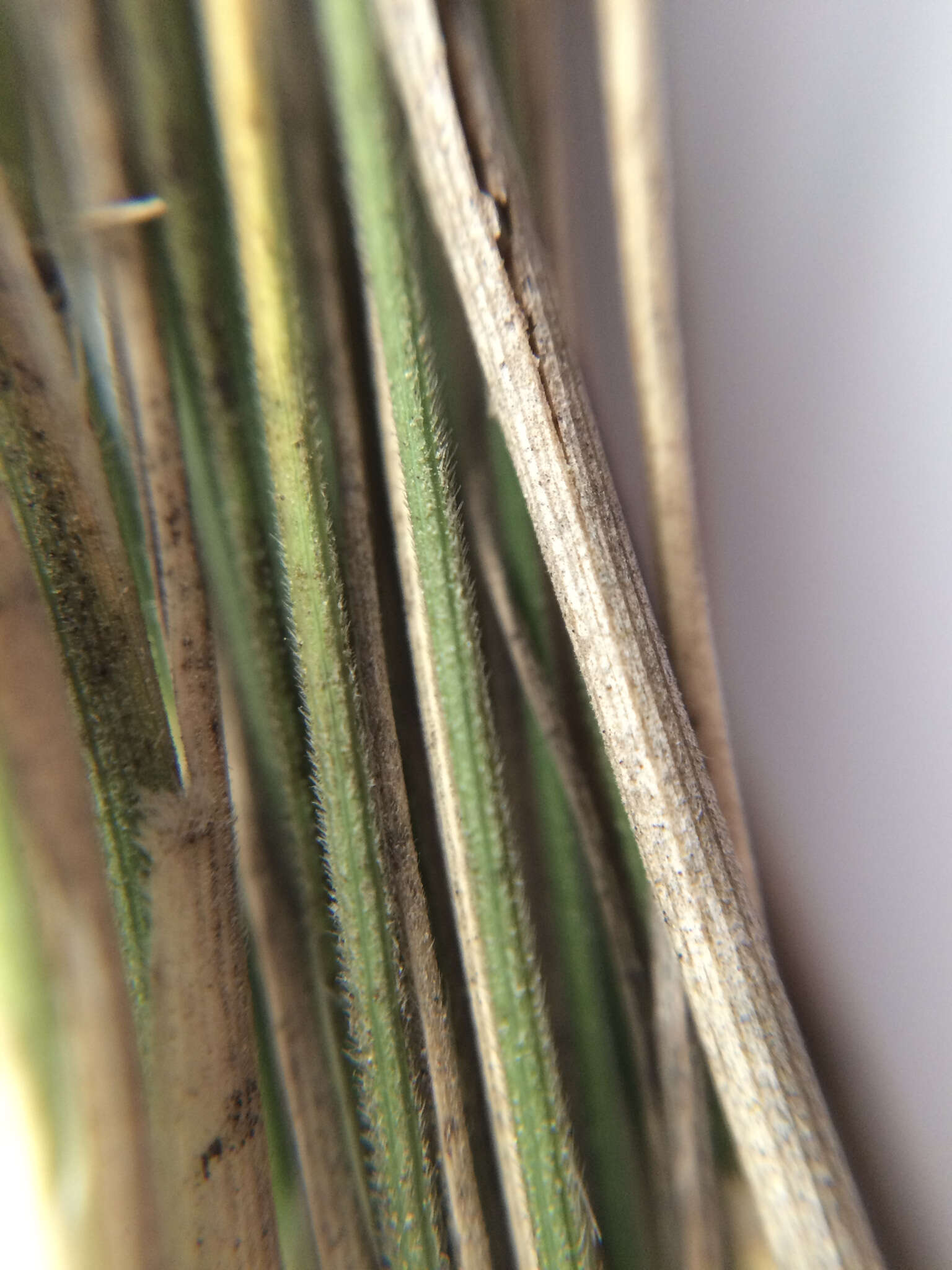 Image of Austrostipa nodosa (S. T. Blake) S. W. L. Jacobs & J. Everett