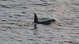 Image of killer whale