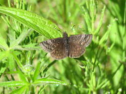 Imagem de Erynnis icelus Scudder & Burgess 1870