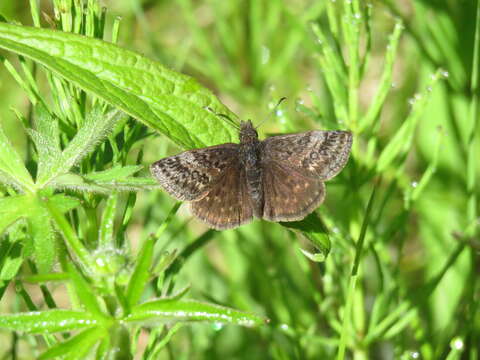 Plancia ëd Erynnis icelus Scudder & Burgess 1870