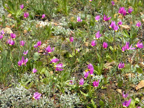 Dodecatheon pulchellum subsp. pauciflorum (Dur.) Hulten resmi