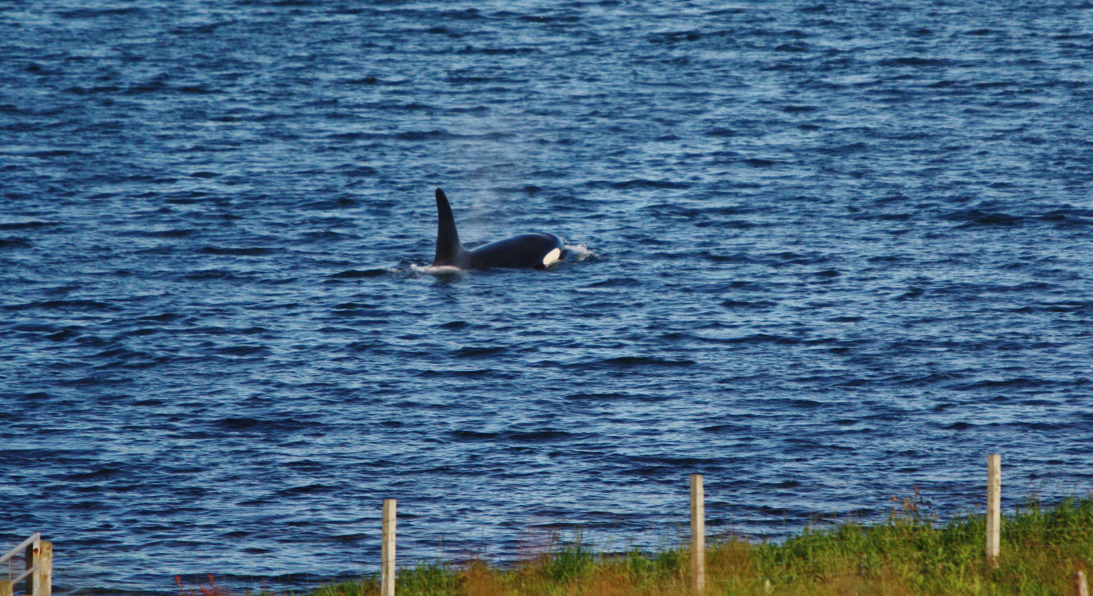 Image of killer whale