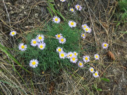 Image of threadleaf fleabane