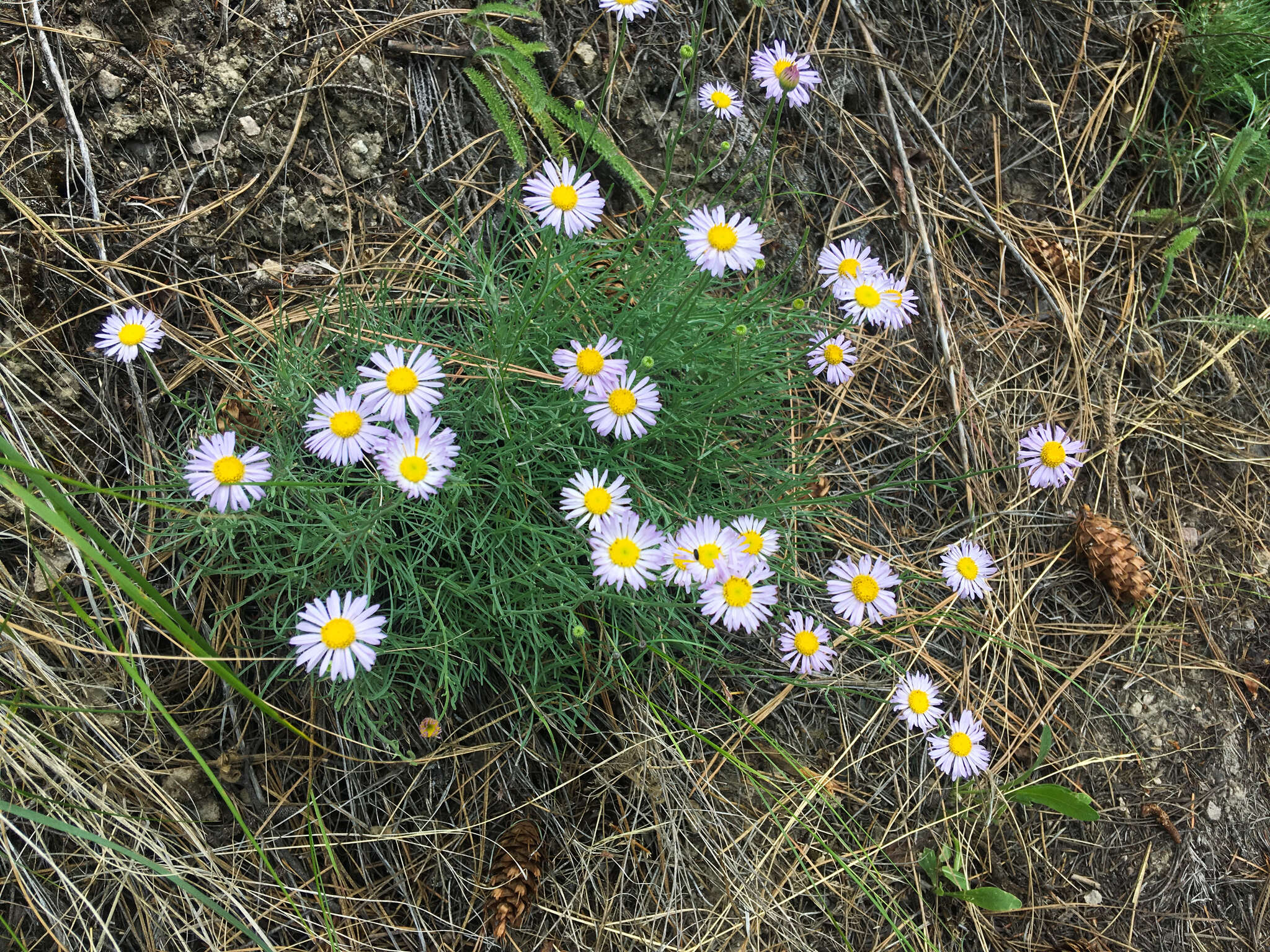 Imagem de Erigeron filifolius (Hook.) Nutt.