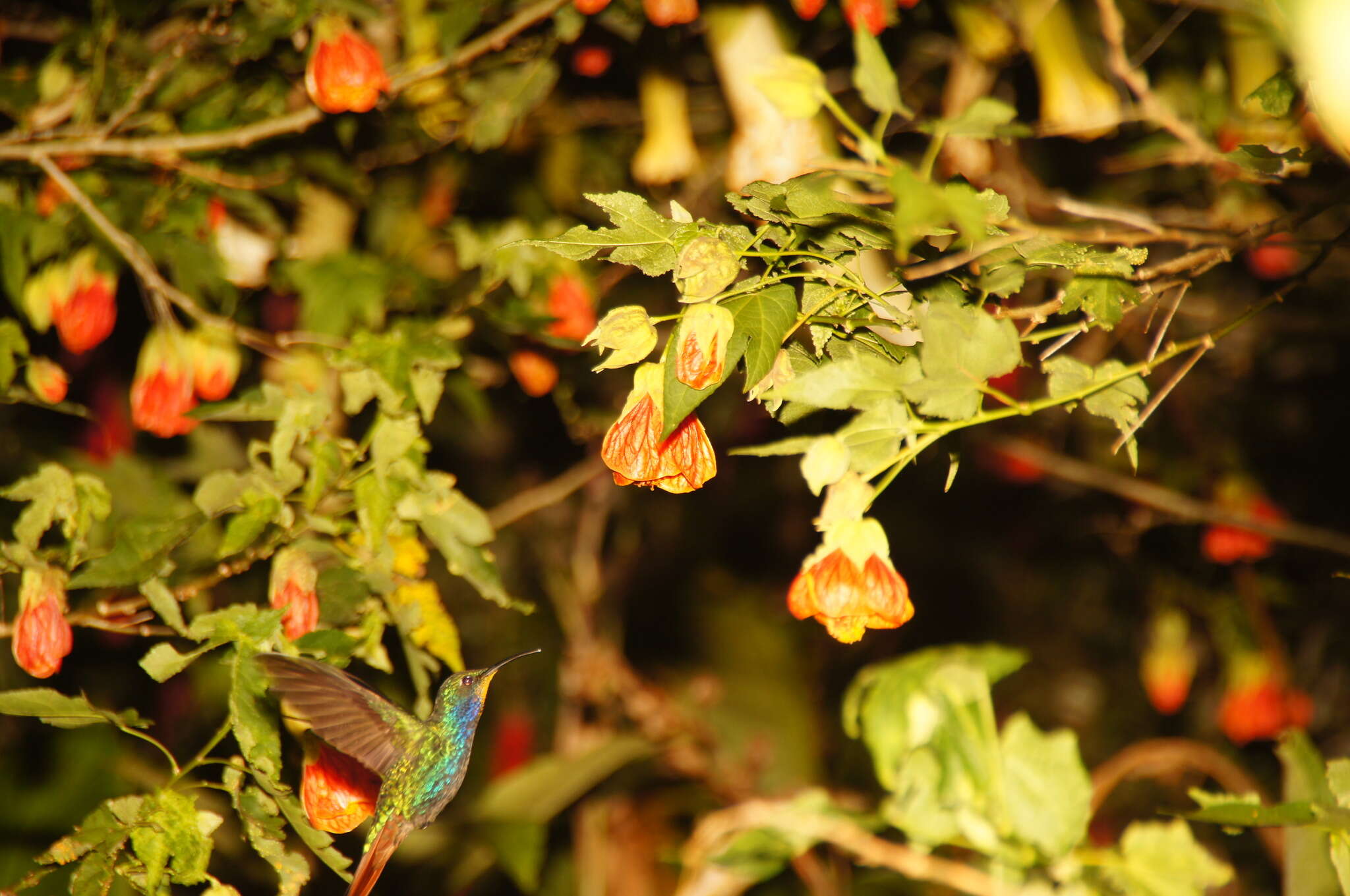 Image of Lazuline Sabrewing