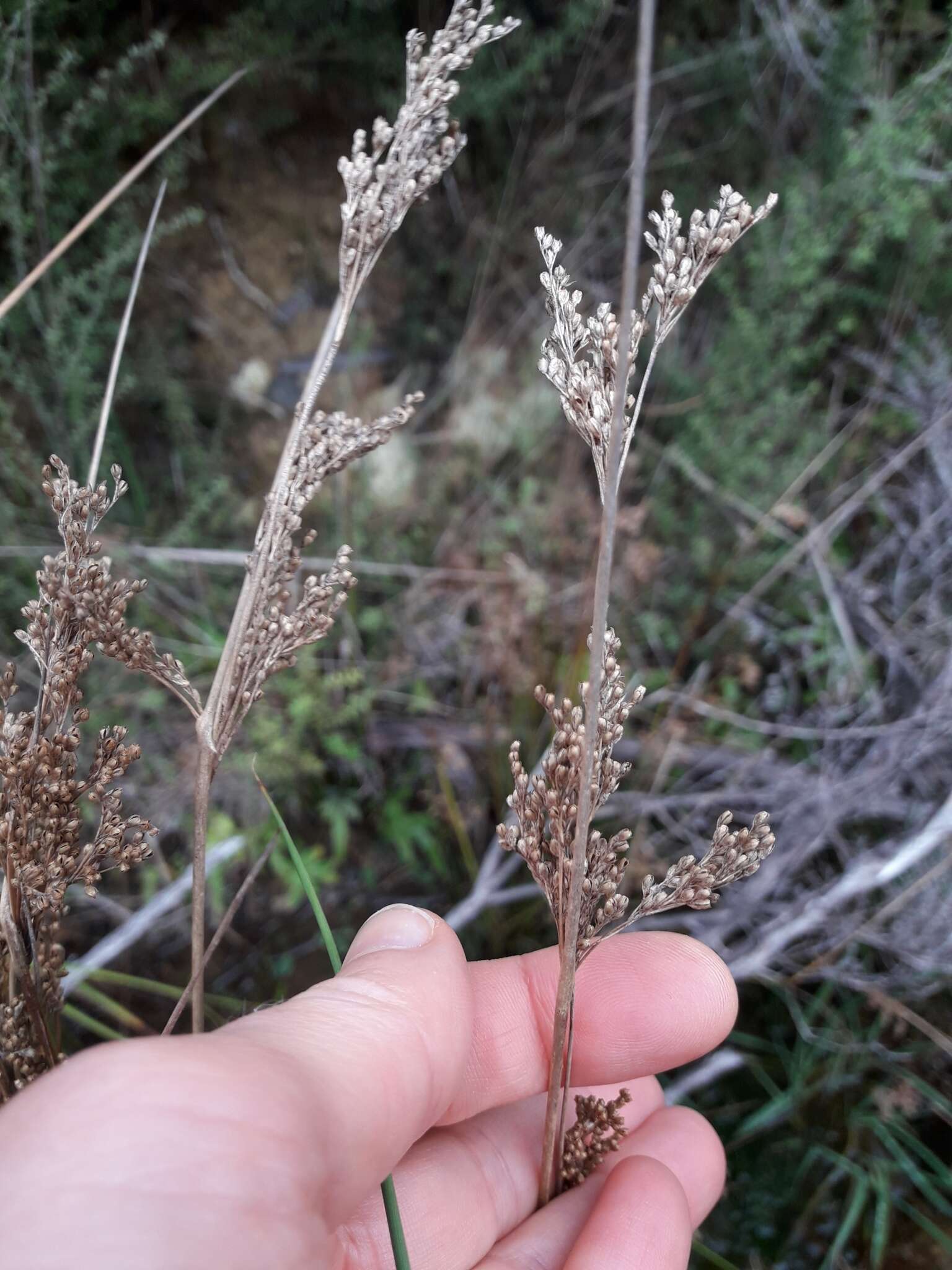 Image of Juncus sarophorus L. A. S. Johnson