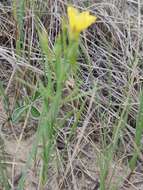 Image of Wyoming flax