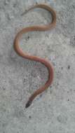 Image of Boie's Rough-sided Snake