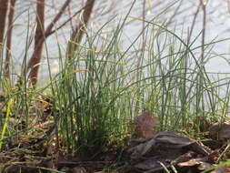 Image of wild chives