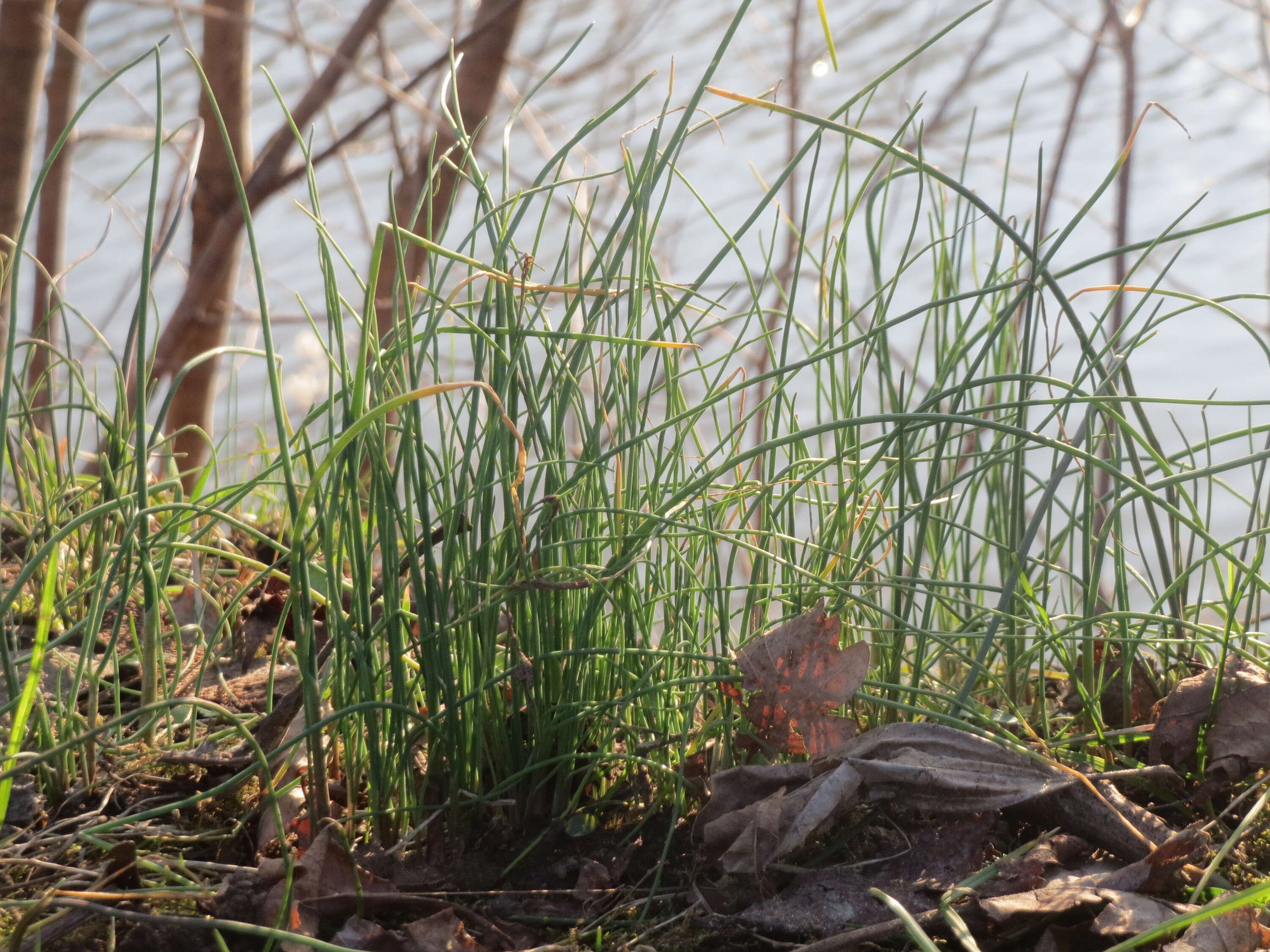 Image of wild chives