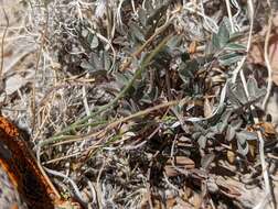 Imagem de Astragalus platytropis A. Gray