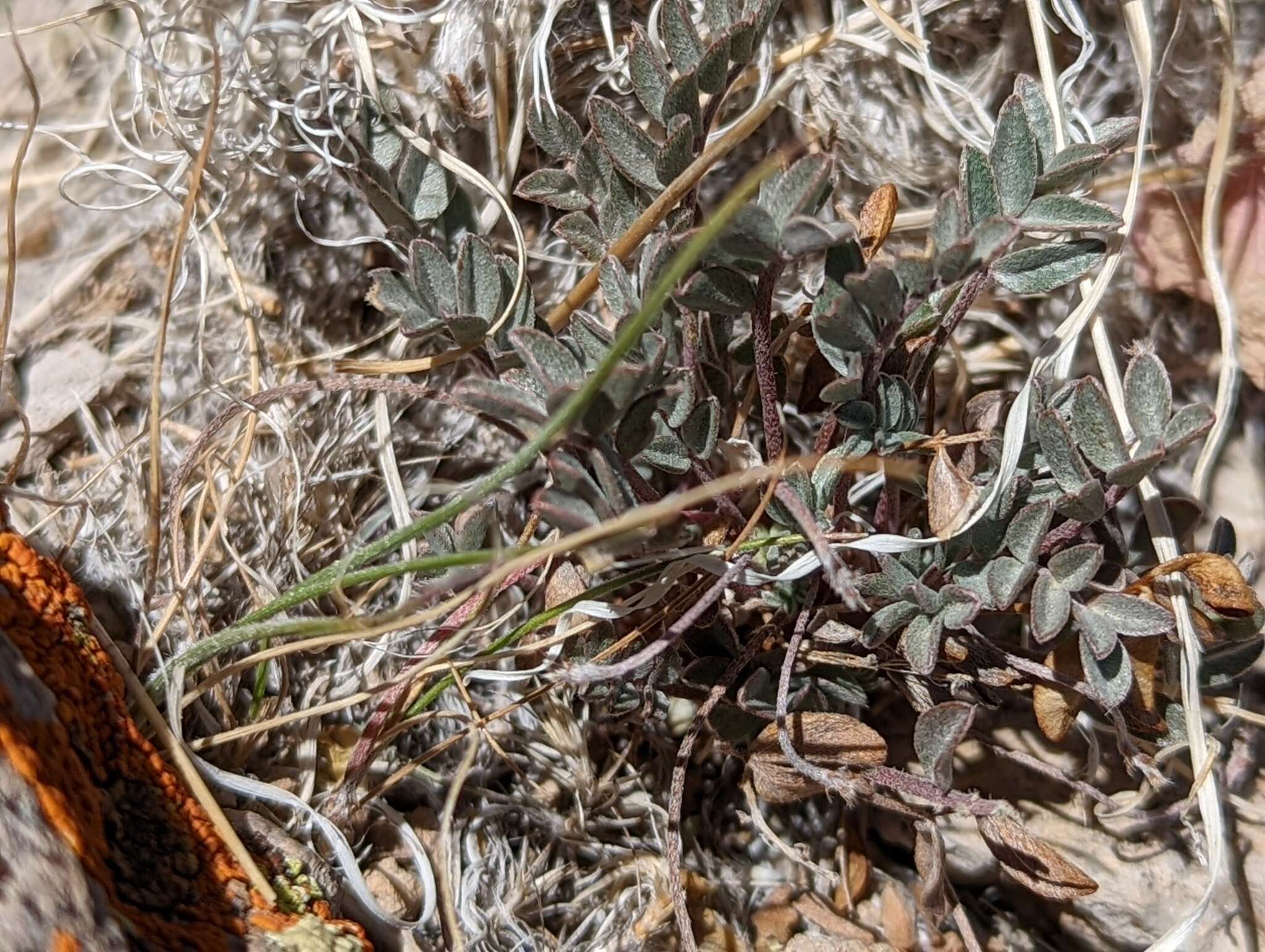 Sivun Astragalus platytropis A. Gray kuva