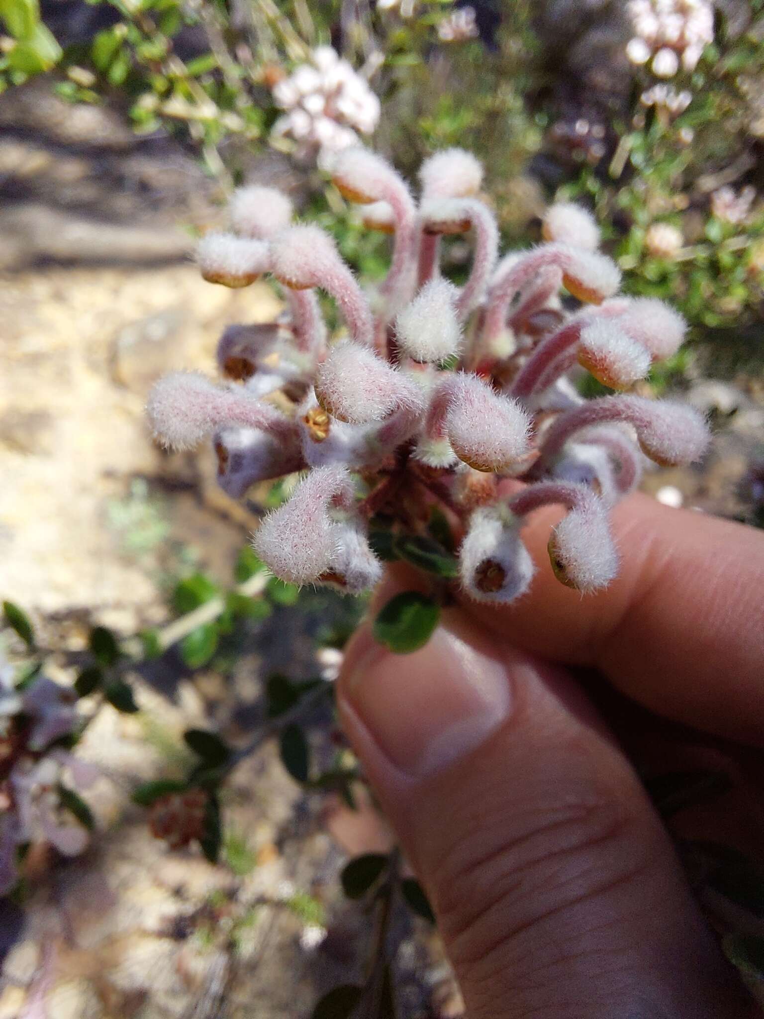 Image of Grevillea buxifolia subsp. ecorniculata P. M. Olde & N. R. Marriott