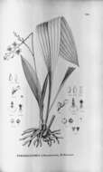 Image of Paradisanthus