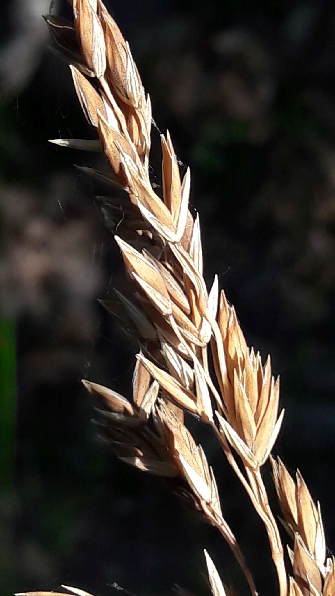 Image of Festuca paniculata (L.) Schinz & Thell.